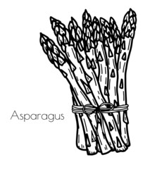 hand drawn asparagus illustration with sign. isolated on a white background. Vector illustration