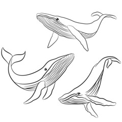 Hand Drawing Whales Doodle Illustration in different poses. An Arctic Animal