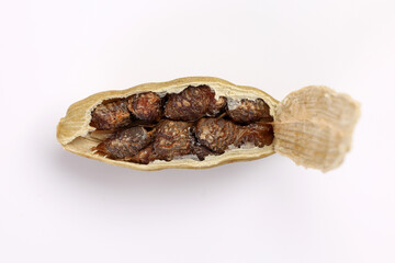 Cardamom fragrant spice seed closeup macro on white background