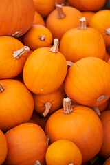 Still life harvest decoration for Thanksgiving