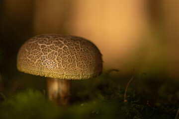 Beautiful mushroom in atmospheric environment. Latin name xerocomus subtomentosus.