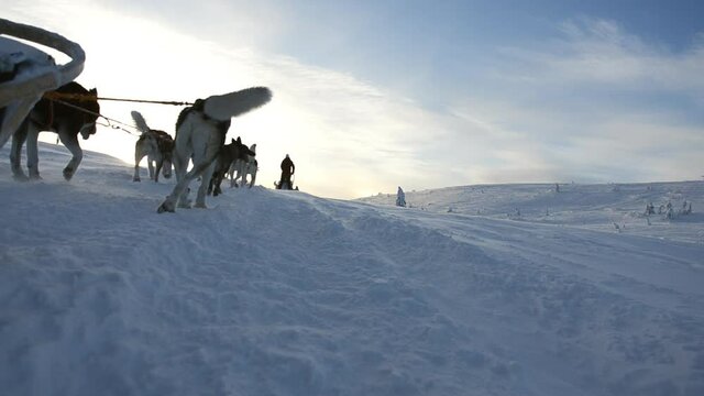 Side view of a team of sled dogs running in the winter mountains. Early cold morning in "S&auml;len", Sweden. Teamwork concept.
