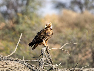 Tawny Eagle
