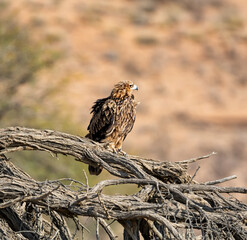 Tawny Eagle