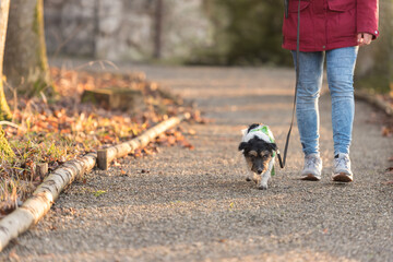 Woman is walking with a small cute obedient Jack Russell Terrier dog in the autumn forest