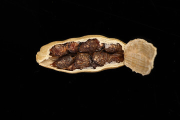 Cardamom fragrant spice seed closeup macro on black background