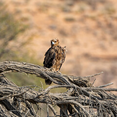 Tawny Eagle