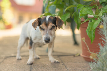Cute old little Jack Russell Terrier dog is at home on the terrace. Doggy is 13 years old