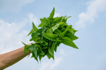 Bunch of fresh harvested nettle plant leaves in woman hand over sky background. Healthy food, superfood, herb for health and beauty, skin care cosmetic, hair treatment