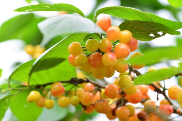 The cherry trees on the farm ripen into cherries in summer