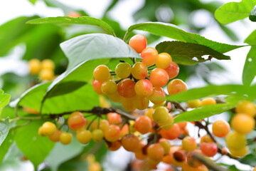 The cherry trees on the farm ripen into cherries in summer
