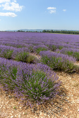 Fototapeta na wymiar Lavender fields in bloom in Provence.