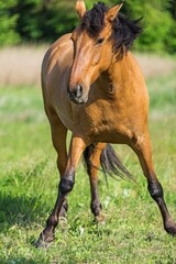 Bay Horse in Motion