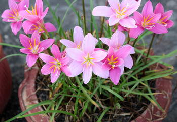 Both species of pink rain lilies (Zephyranthes rosea) light pink and (Zephyranthes carinata) dark pink can be seen here