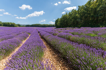 Plakat Lavender fields in bloom in Provence.