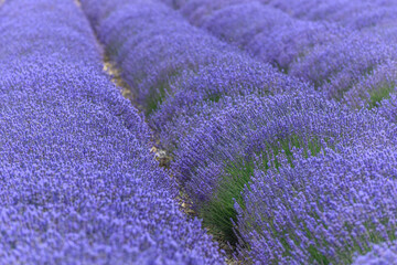 Fototapeta na wymiar Lavender fields in bloom in Provence.