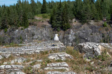Rocky mountain landscape. The seagull sits on a rock above a cliff.