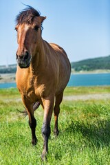 Bay Horse on a Pasture