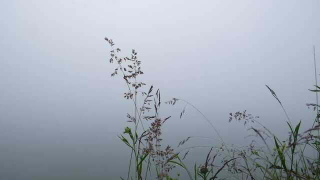 Early foggy morning video, race and cobwebs on blades of grass on the lake