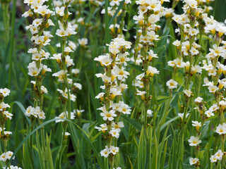 Sisyrinchium striatum | Pale yellow-eyed-grass or satin flower with clusters of cup-shaped creamy...
