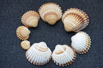 Pecten maximus, com. names the great scallop, king scallop, St James shell or escallop, is a northeast Atlantic species of scallop, an edible saltwater clam, a marine bivalve mollusc family Pectinidae