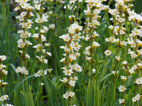Sisyrinchium striatum | Pale yellow-eyed-grass or satin flower with clusters of cup-shaped creamy white flowers and golden centers on stem with a clump of grey-green sword-shaped alternate leaves 