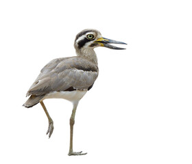 Camouflage brown bird with bird eyes large bills steping over ground isolated on white background, Great thick-knee