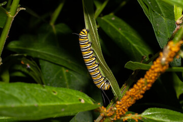 Monarch Caterpillar Crawling On A Plant