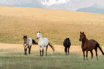 A herd of wild horses grazes in the mountains
