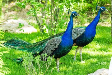 Obraz premium Beautiful colored Peacocks in a green Garden