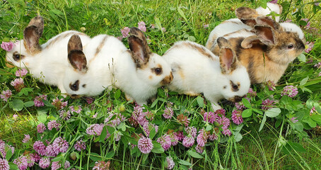 small bunnies in a row with the favorite food clover