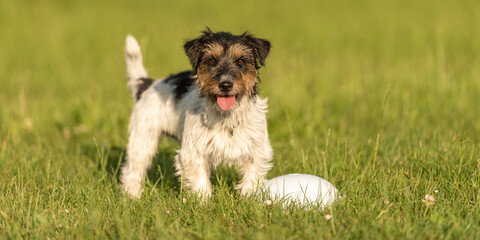 Small cute tricolor Jack Russell Terrier is standing at a bullet and is waiting. Sporty obedient...