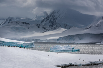 Gentoo penguins on the shore