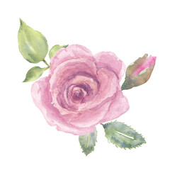 Pink roses on white background, watercolor hand drawn