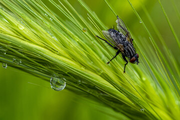 Selective focus shot of a wolfarth fly on a plant