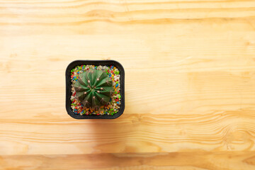 Top view, Melocactus in pots on wooden floor