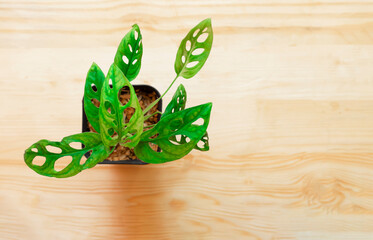 top view,Monstera obliqua green leaf in black plastic pot isolated on wood