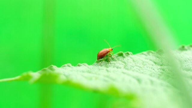 Pumpkin beentle Cucurbit Leaf Beetle or Yellow Squash Beetle it is classified as one of the insect pests.