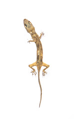 death lizard skeleton on white background