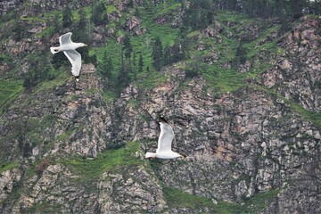 Seagulls in flight on lake baikal in siberia on the background of mountains