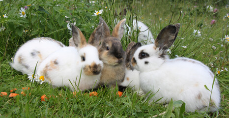 kleine kaninchen familie sitzt im grünen gras