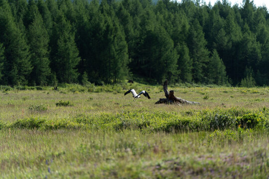 Demoiselle Crane flying in the village of Khichan in India