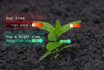 Education chart of  Photosynthesis and Respiration process in plant to explant the plants give out...