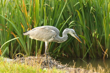 Ardea cinerea, grey heron walking on the lake shore. Great heron fishing in the morning sun in the reeds on the shore of the pond.