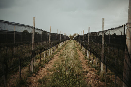 Long harvest field pathway with handmade fences from the sides