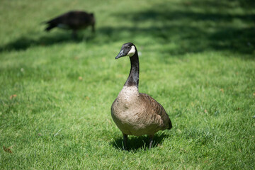 Branta canadensis poses for its portrait on a grassy area