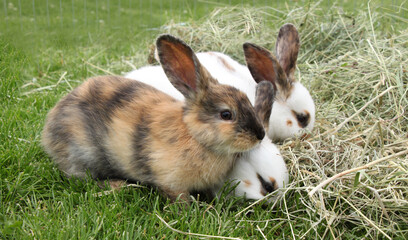 three rabbits eating in front of a mountain of hay