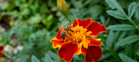 The bee on the tagetis flower is close-up. Asteraceae, Compositae Family.