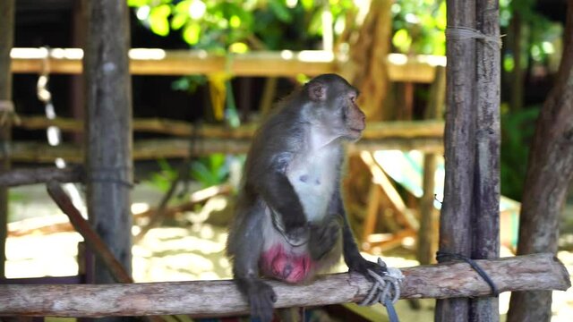 Wild monkey on the beach in tropical island Cu Lao Cham, Vietnam, close up. Wild monkeys in the nature