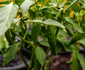 Green Pepper With Green Leaves